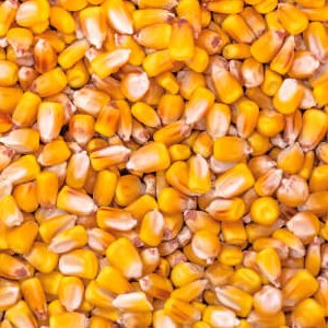 maiz-amarillo